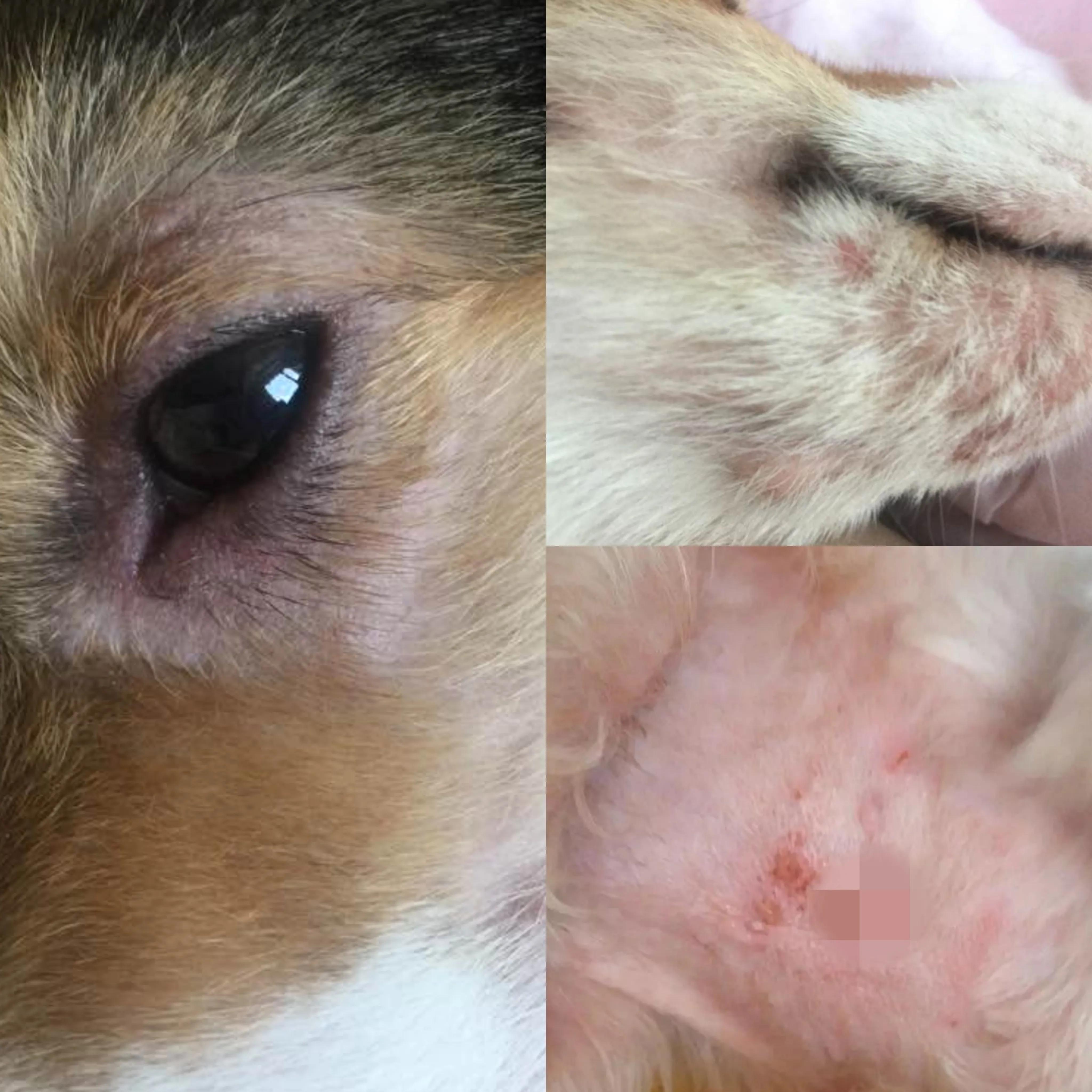 狗子得皮肤病了口服什么药,狗子得皮肤病怎么治