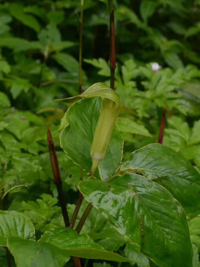 春天十种最美的花名字,花名带冬的有什么花