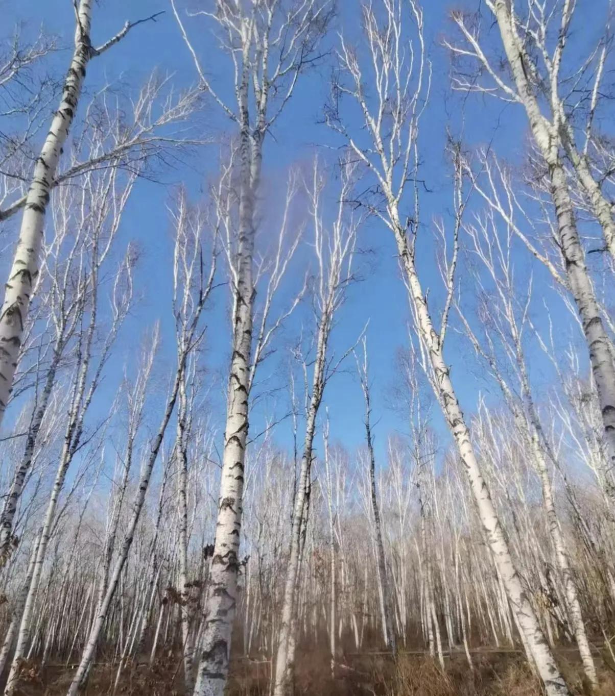 同江市青龙山学校,丹心育桃李篆书