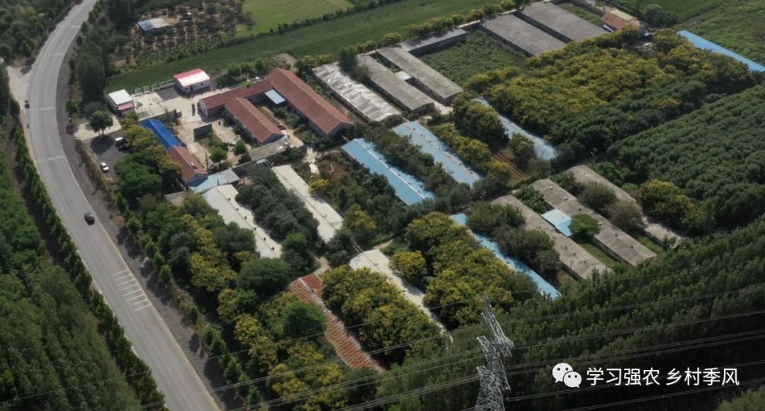 吃茶叶有刮油效果吗,吃茶叶有助于减肥吗