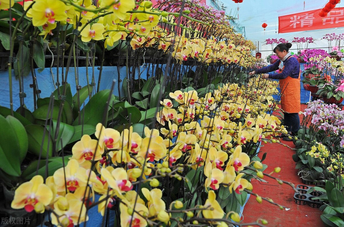 花卉批发市场有哪些种类,花卉批发前景