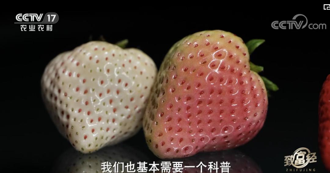 丹东九九草莓和红颜区别,丹东九九草莓新品