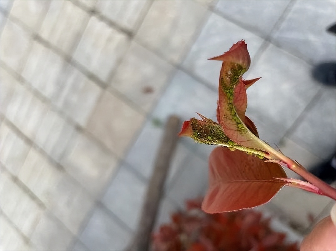 12月份园林绿化养护工作重点,元月份园林养护重点工作