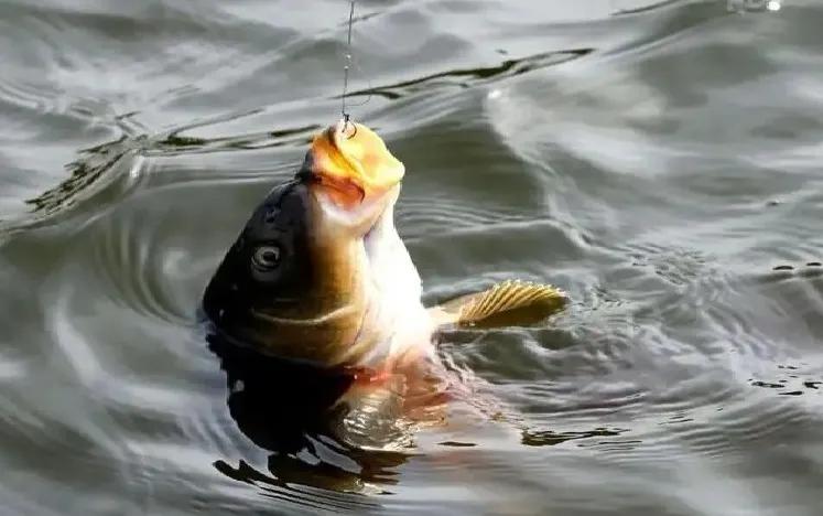 夏季全能腥香钓鲫鱼鲤鱼窝料配方,河里钓鲤鱼草鱼窝料配方制作方法