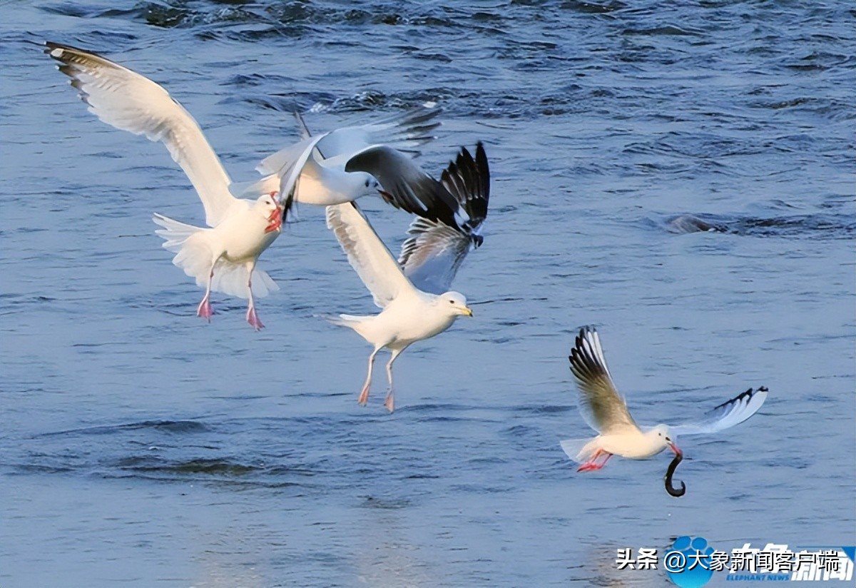 河南省黄河迎宾馆雪景,洛阳春来花似锦