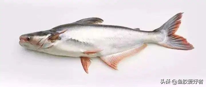 贵的鱼胶和便宜的鱼胶效果区别,什么鱼胶最便宜又好用