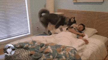 狗狗每天叫你起床,狗狗每天都叫醒你