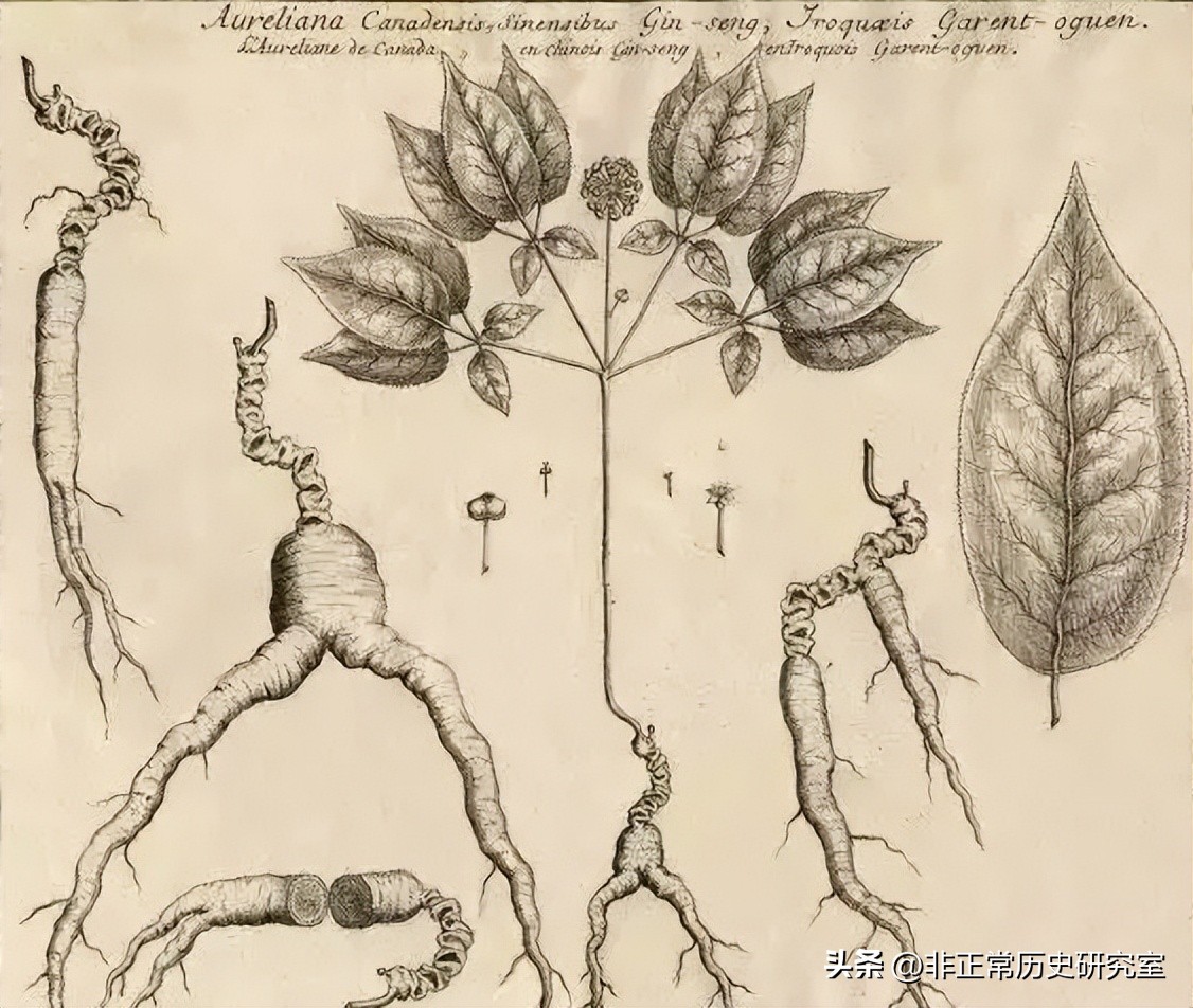 1718年法国一艘货船和清朝贸易，彻底改变了中国用人参的历史