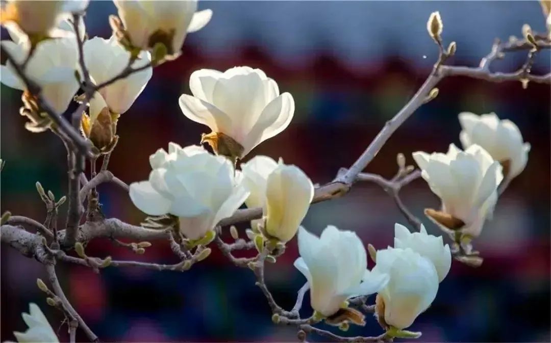 玉兰花开时，我们怀念她——闻名全国的劳动模范、农村里走出的省委书记……