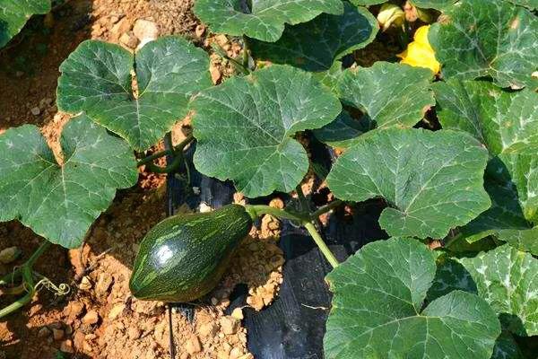 南瓜不结瓜教你一个妙招,南瓜旺长不结瓜如何处理