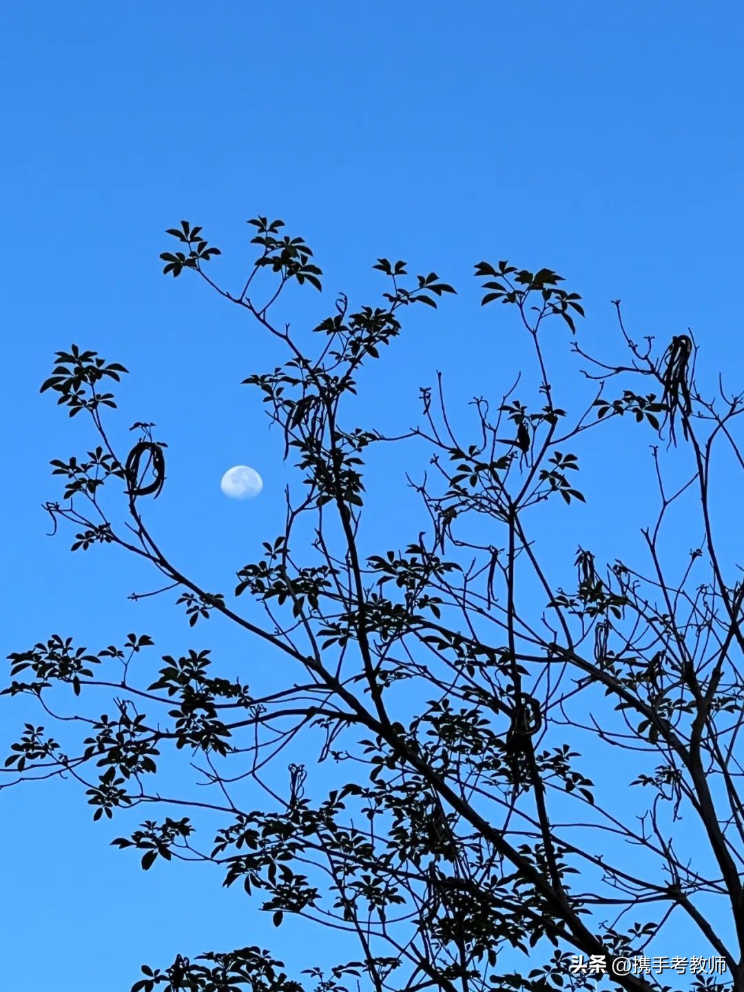黄花风铃木品种介绍,黄花风铃木生长缓慢