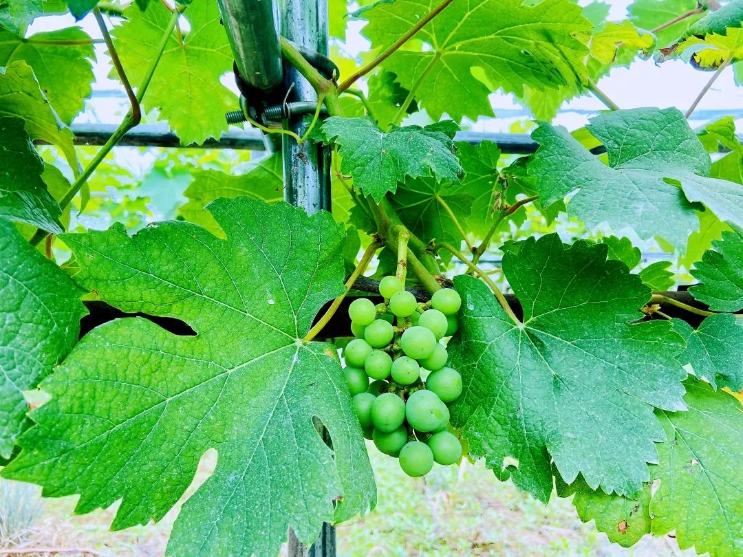 六月果采摘,蕲春水果采摘基地