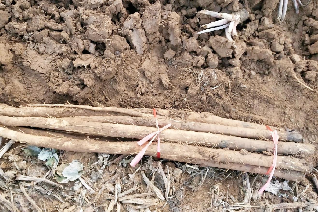 日本牛蒡从哪里进口,日本牛蒡