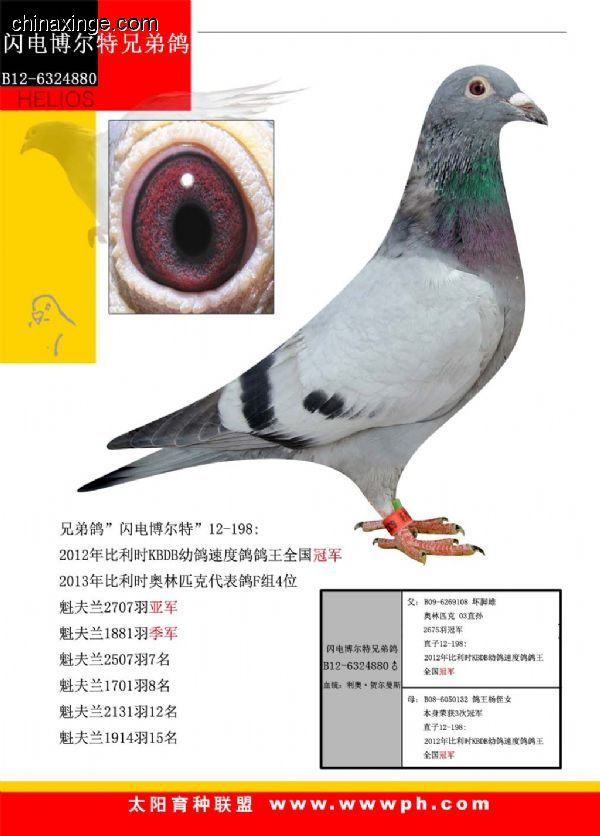 善良比利时莫里斯,比利时速度狂魔