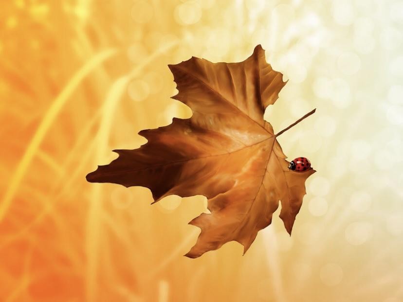 小脚趾指甲分两瓣是什么说法,脚小指头指甲分两瓣是汉人的象征