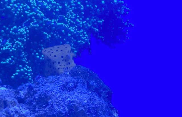 世界上在水底游的最快的鱼,世界上唯一会直立游泳的鱼是什么