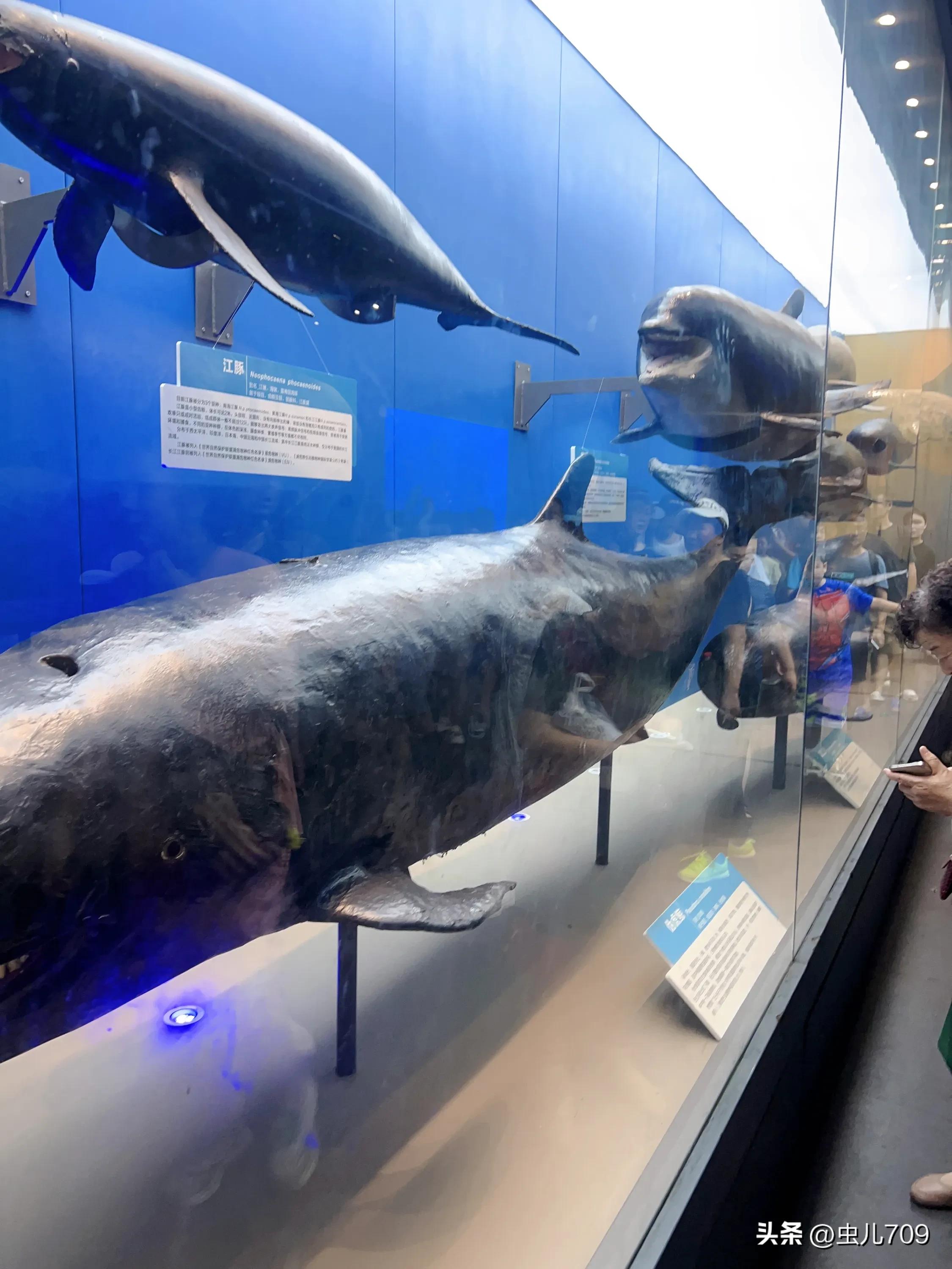 青岛海底世界视频,青岛海底世界和极地海洋世界