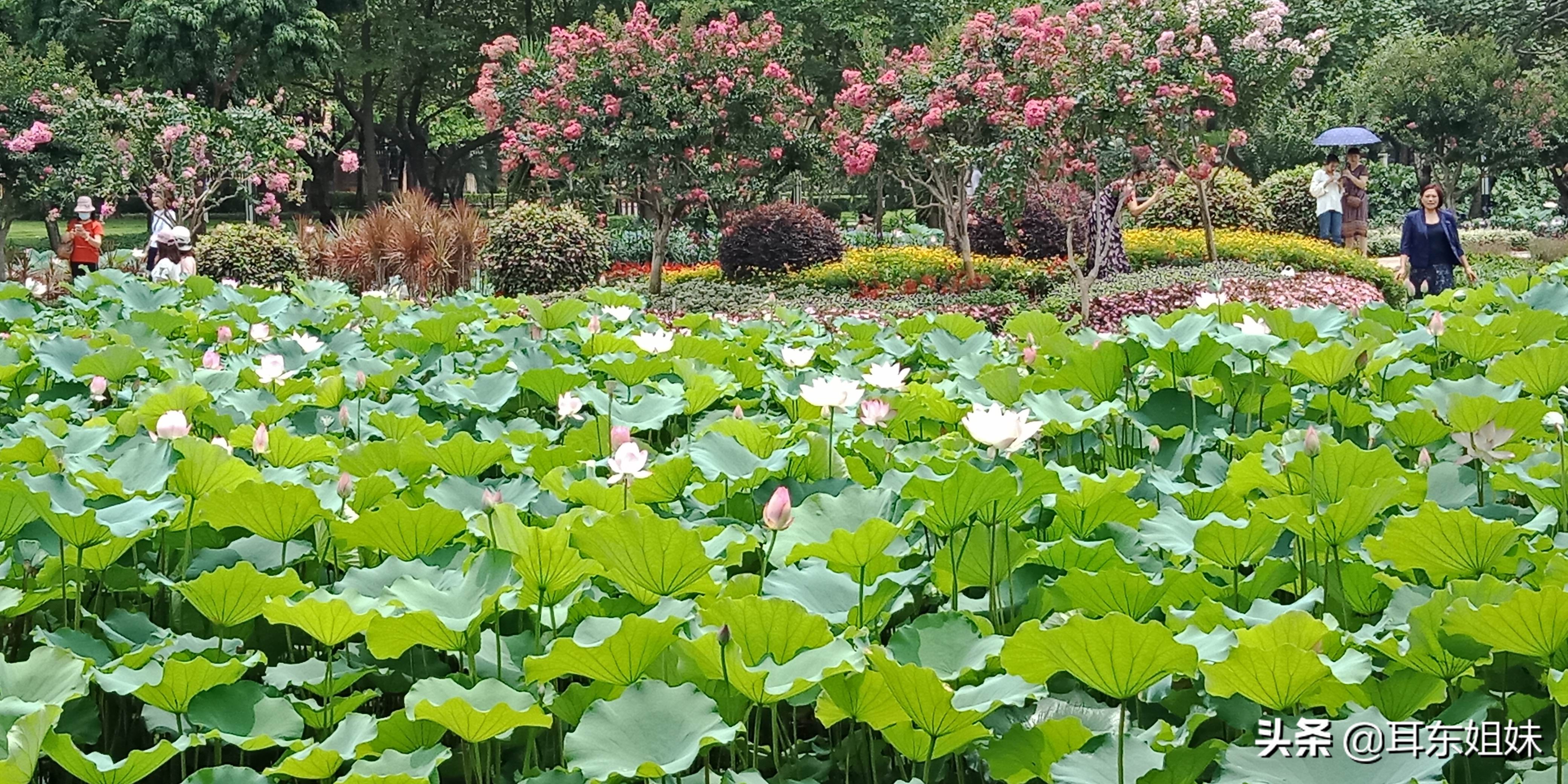 佛山公园里的荷花已悄然绽放,佛山人去旅游