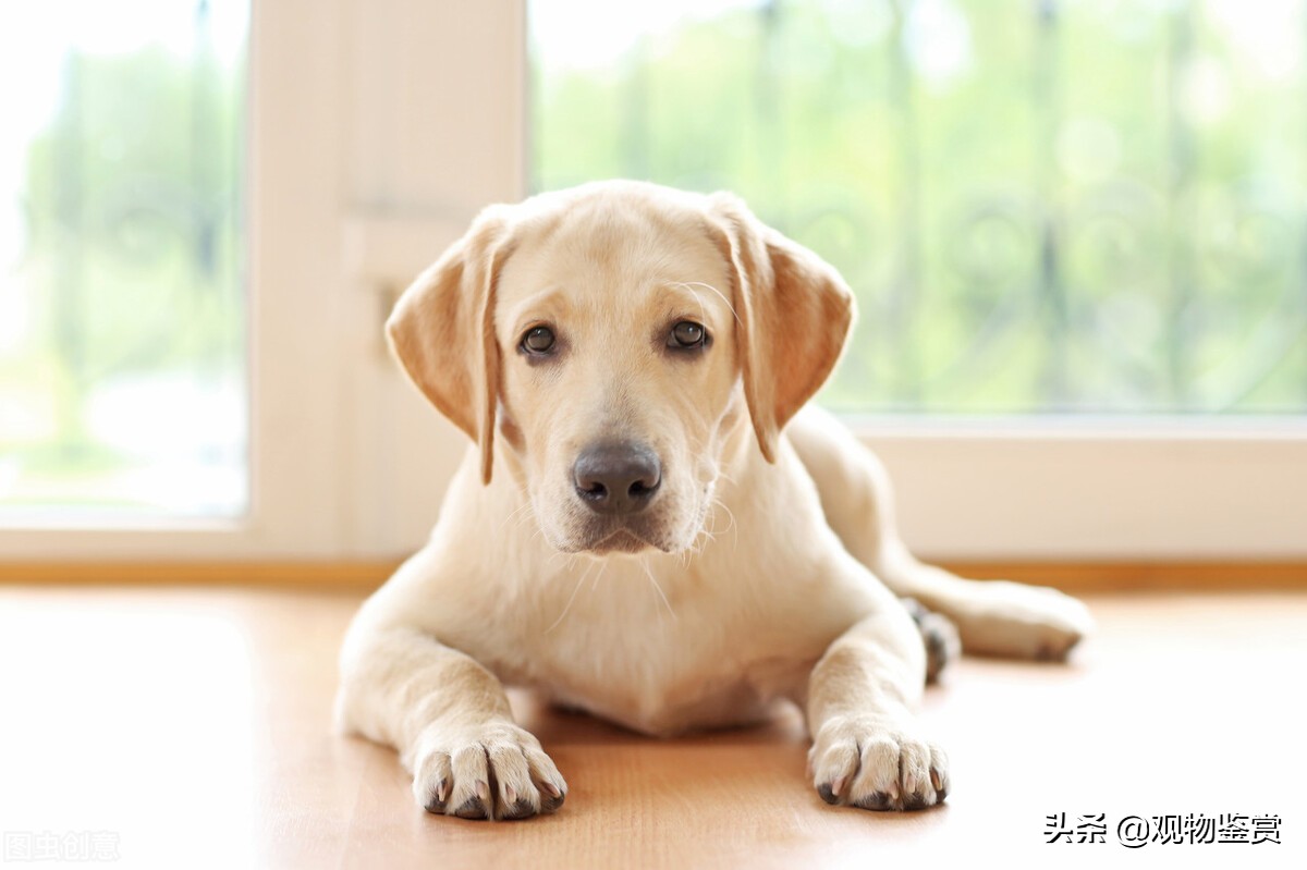 狗的不同种类及其特点,通过狗的体型分类介绍狗的种类