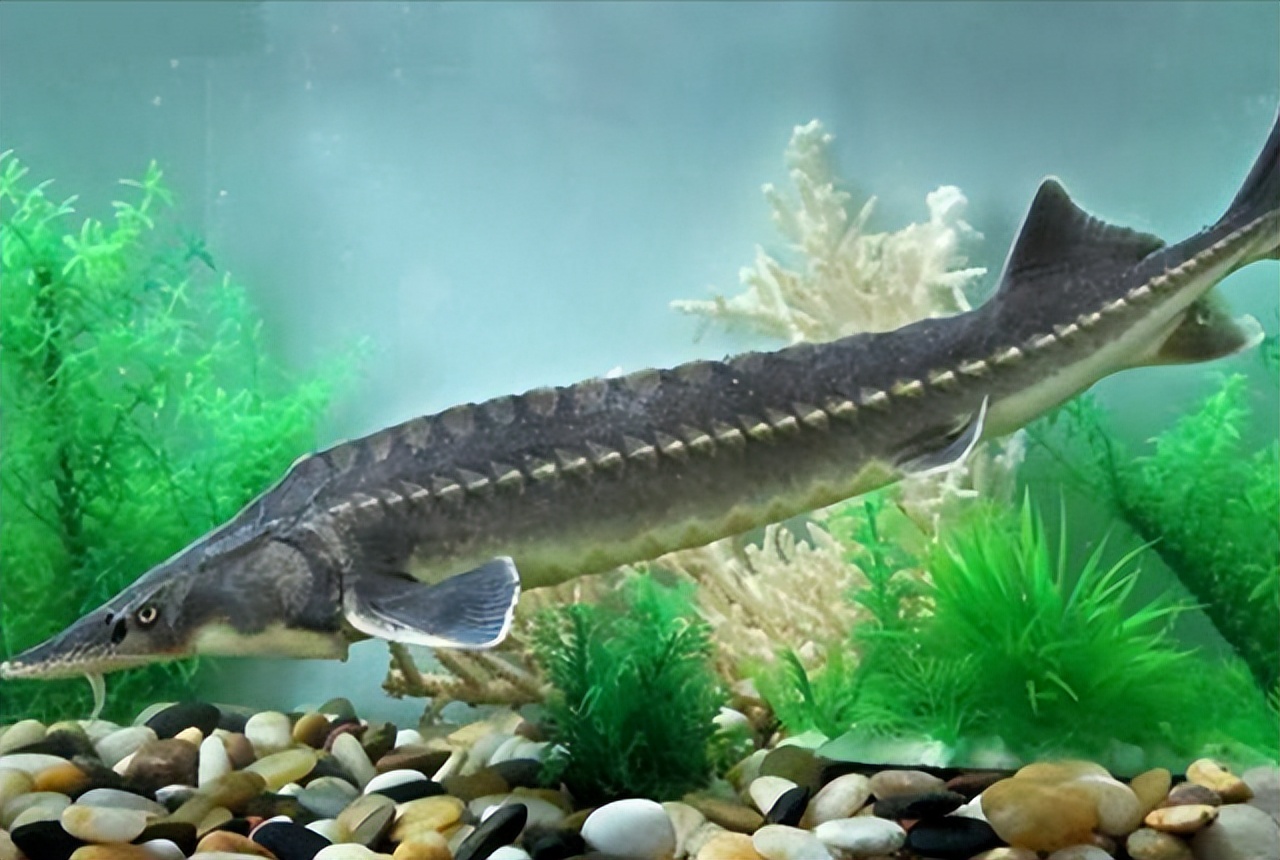 鱼子酱要腌制几天能吃,腌制鱼子酱的最正确方法