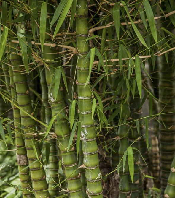 竹米究竟有多珍贵,竹子长的竹米到底有什么作用