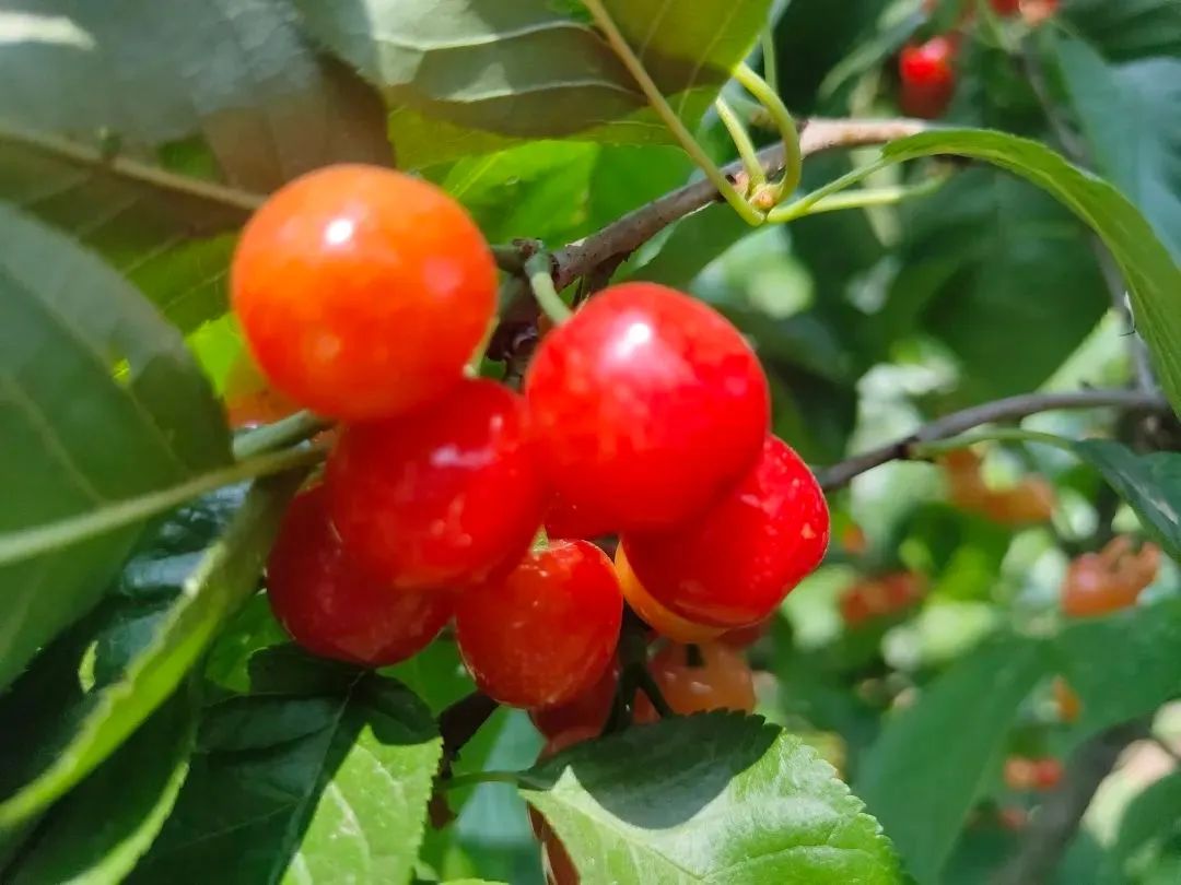 眉山采摘园推荐,眉山天府新区采摘园