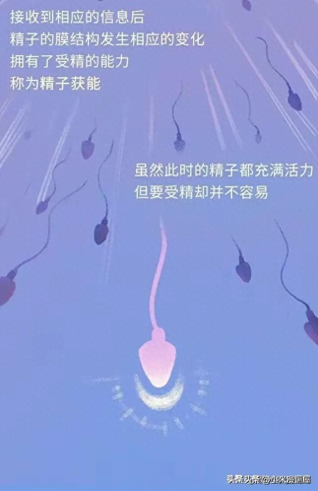 精子进入女性体内的24小时，都经历了什么？漫画
