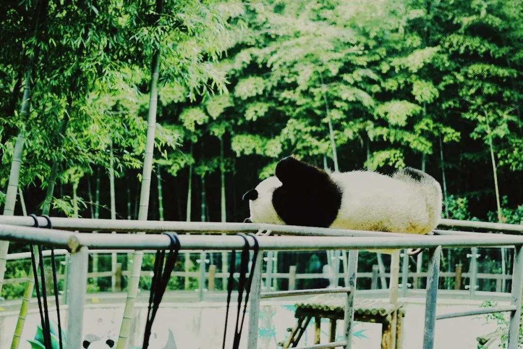 夏天旅游去哪里，8大绝美避暑胜地，山美水美人更美！