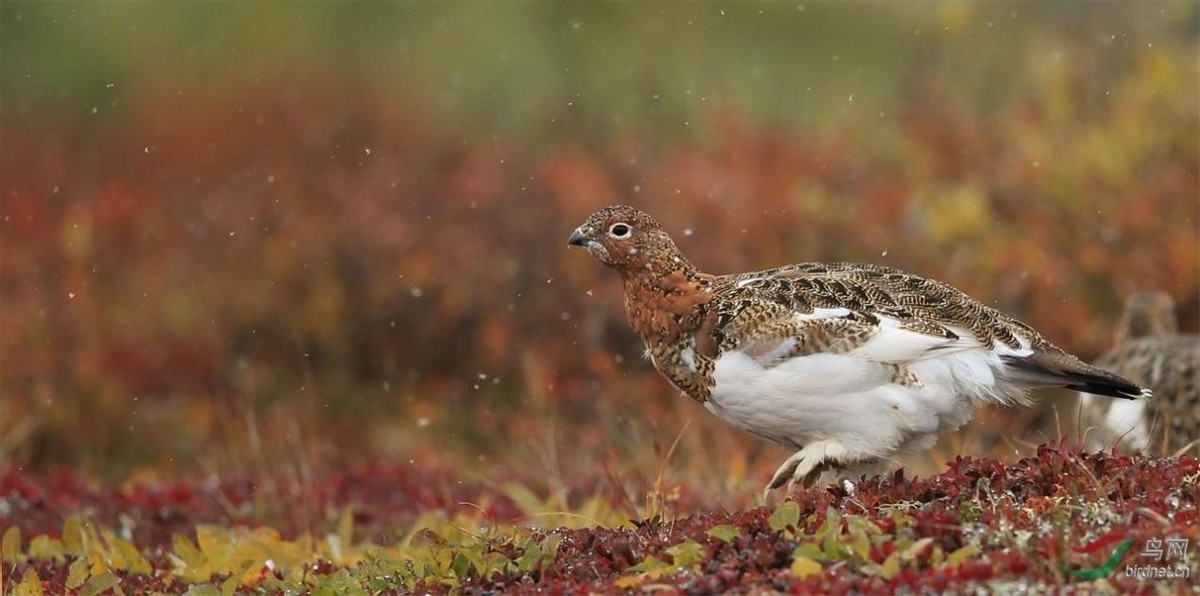 男子户外遇怪鸟受伤全身雪白带灰,湖北一男子回家途中看见一只怪鸟