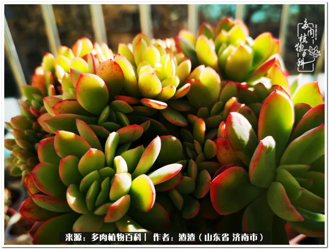 一个并不优秀的90后,何以解忧唯有多肉下一句