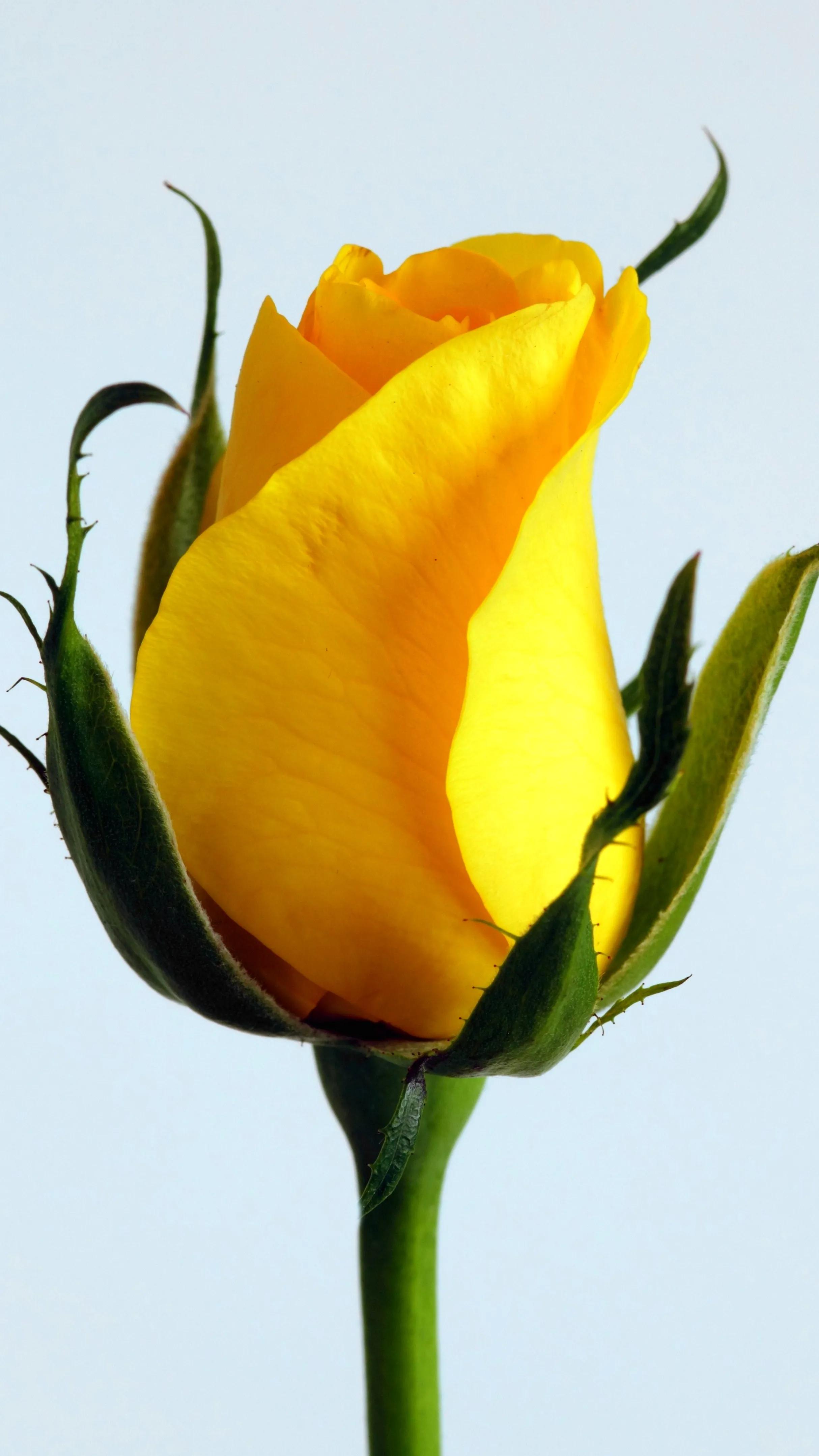 玫瑰花都有好多颜色,不同颜色的玫瑰花有不一样的花语