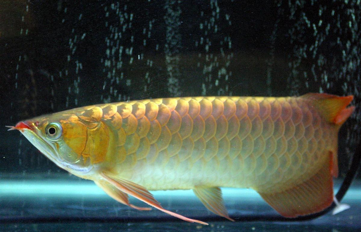 龙鱼有疾病用什么药,龙鱼有伤会不会容易感染