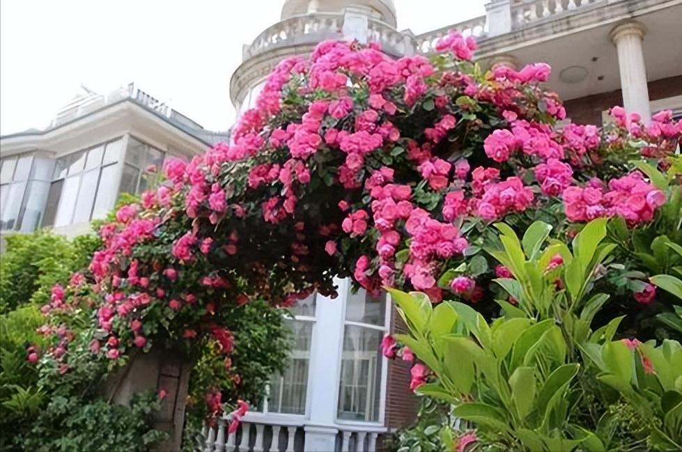 香花庭院,庭院香花