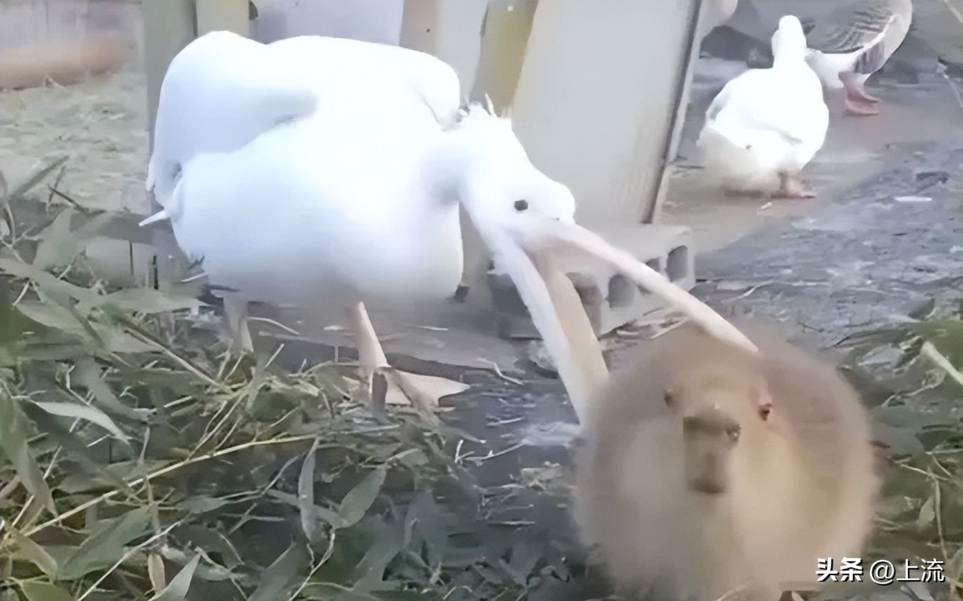 男孩景区遭鹈鹕灌顶,男孩被醍醐灌顶在什么景区