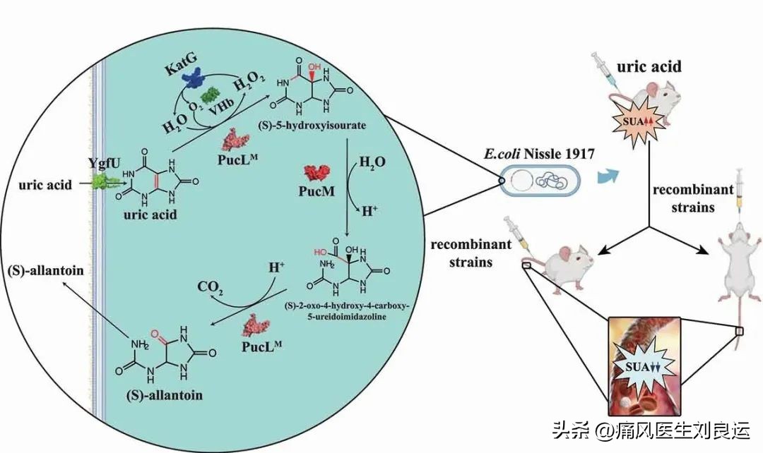 尿酸酶和非布司他,用了非布司他痛风持续发作
