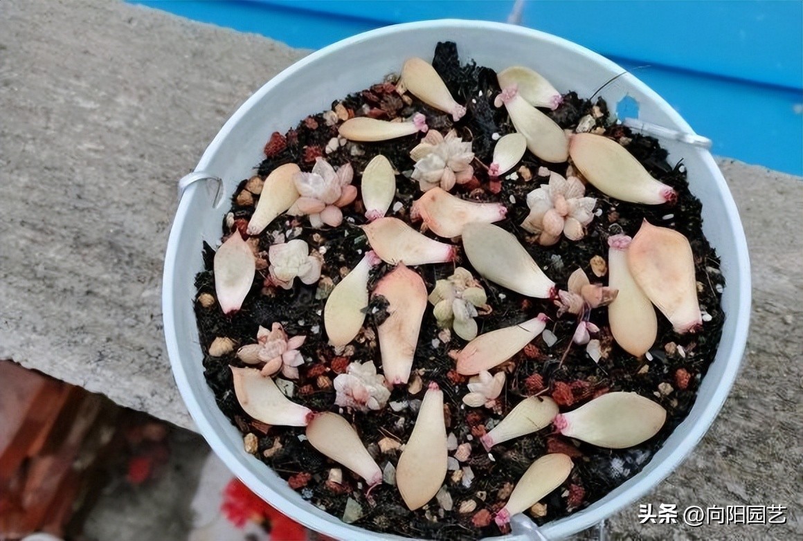 多肉这样叶插更简单成活率更高,劳尔多肉叶插晾晒几天