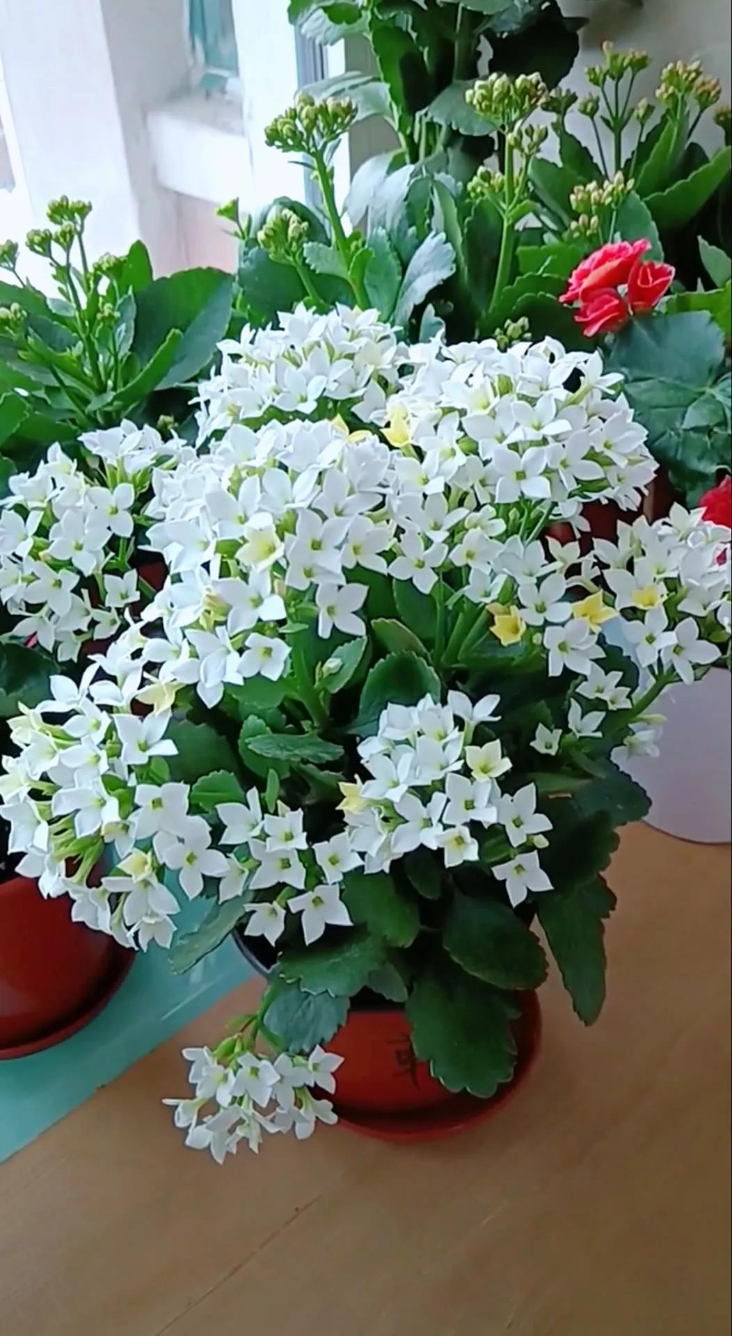 分享精美花朵图片,分享春天的图片大全