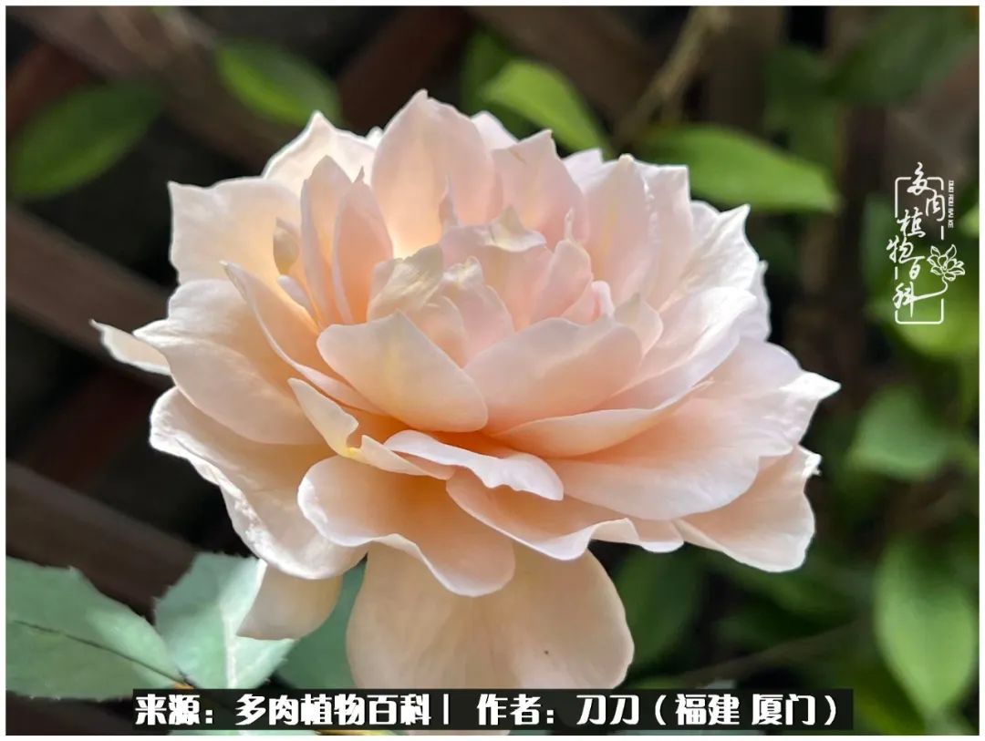 多肉夏季不好养品种有哪些,高花盆为什么养不好多肉