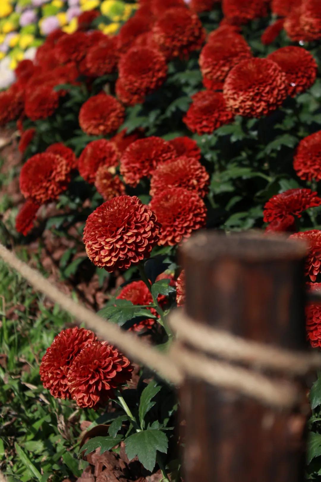 66万盆菊花东湖公园菊花展,东湖公园菊花展有哪些菊花