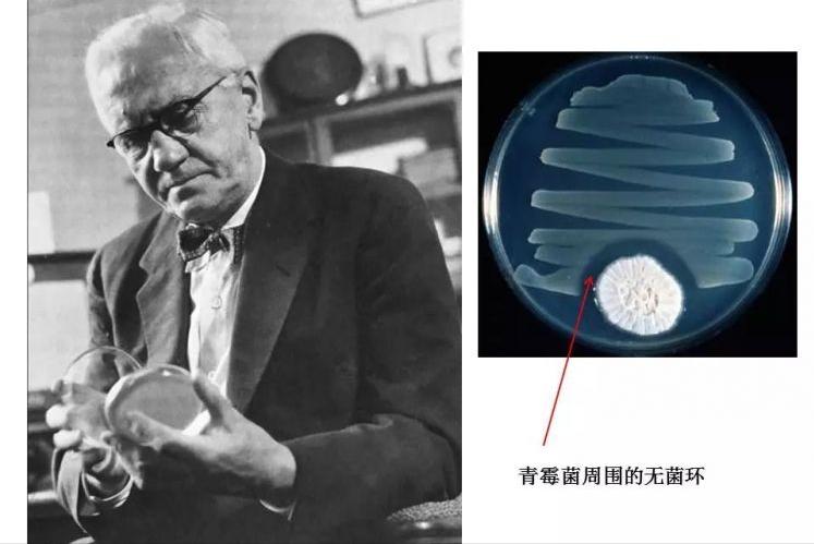 青霉素偶然发现给我们什么启发,青霉素的发现拯救无数生命