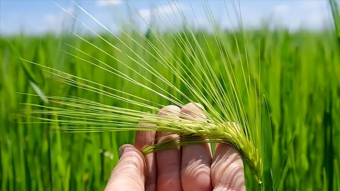 大麦的栽培与管理,大麦栽培技术有哪些