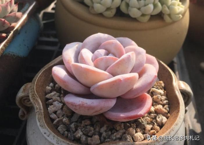 多肉雪莲如雪,多肉雪莲能去头吗