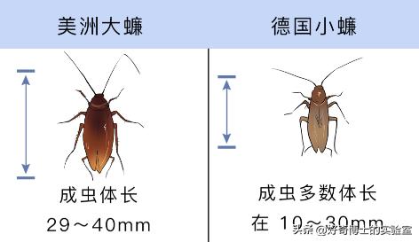 密密麻麻又小又黄的颗粒是虫卵吗,家里褐色小颗粒是什么虫卵