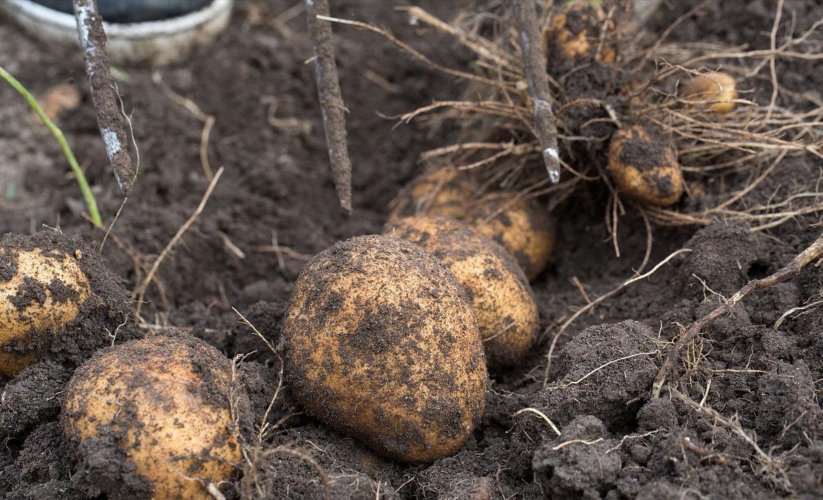 茉莉酸分子机制,茉莉酸受体抑制剂及其作用机理