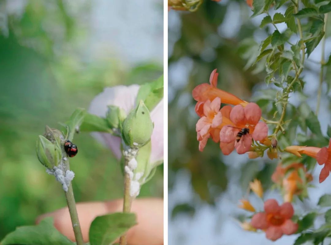 回归乡村的年轻人：自耕自食，无需财务自由