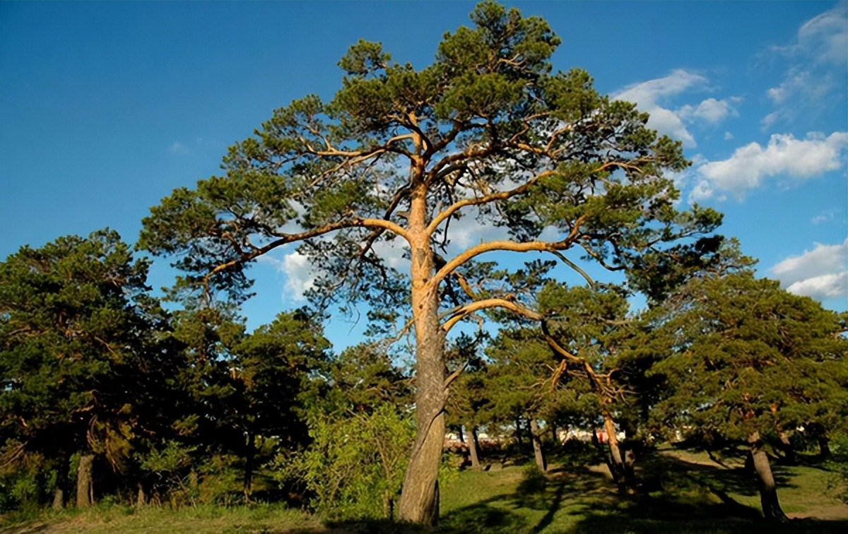 散文|艾平：樟子松随想