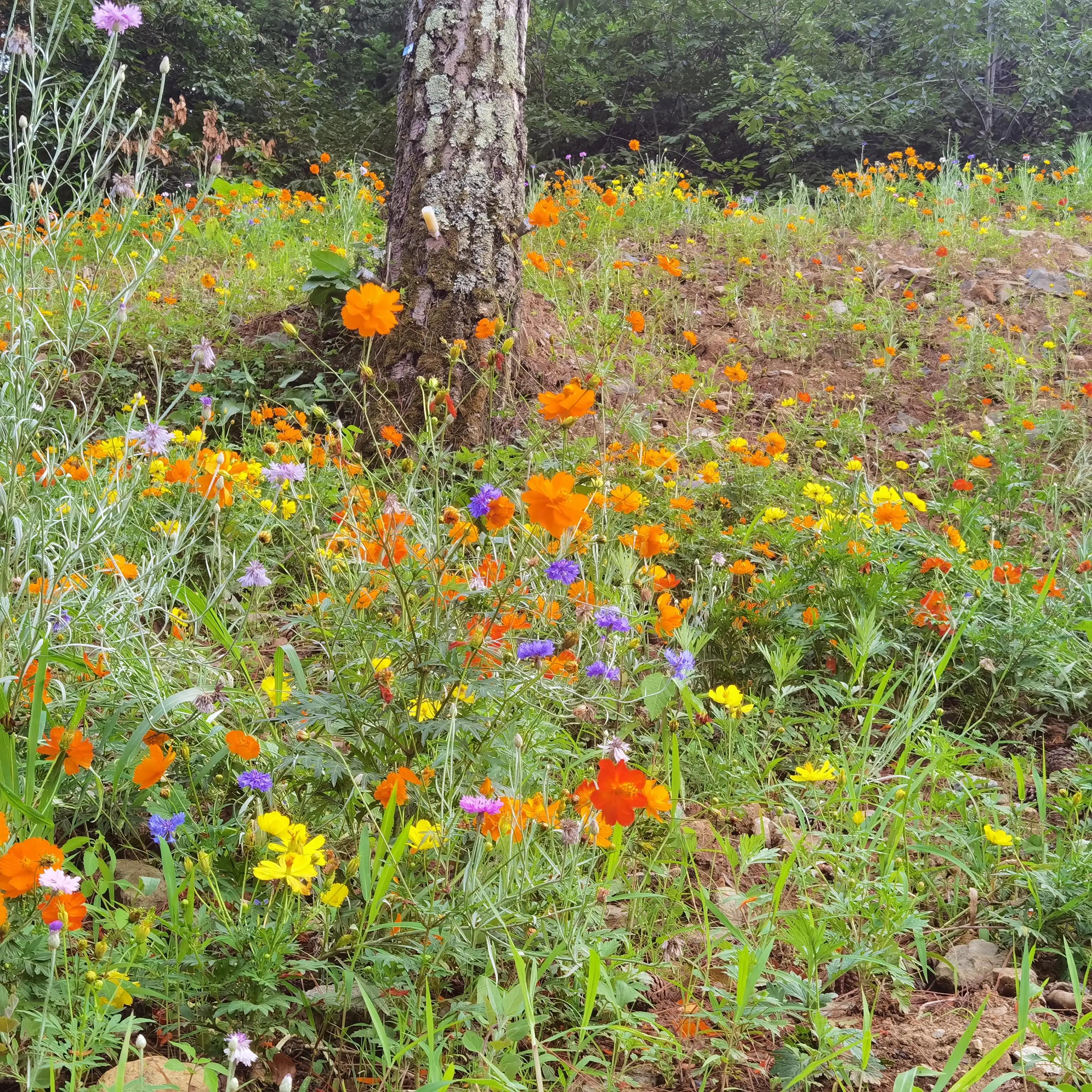 神农架木鱼镇老地方,神农架木鱼镇历史