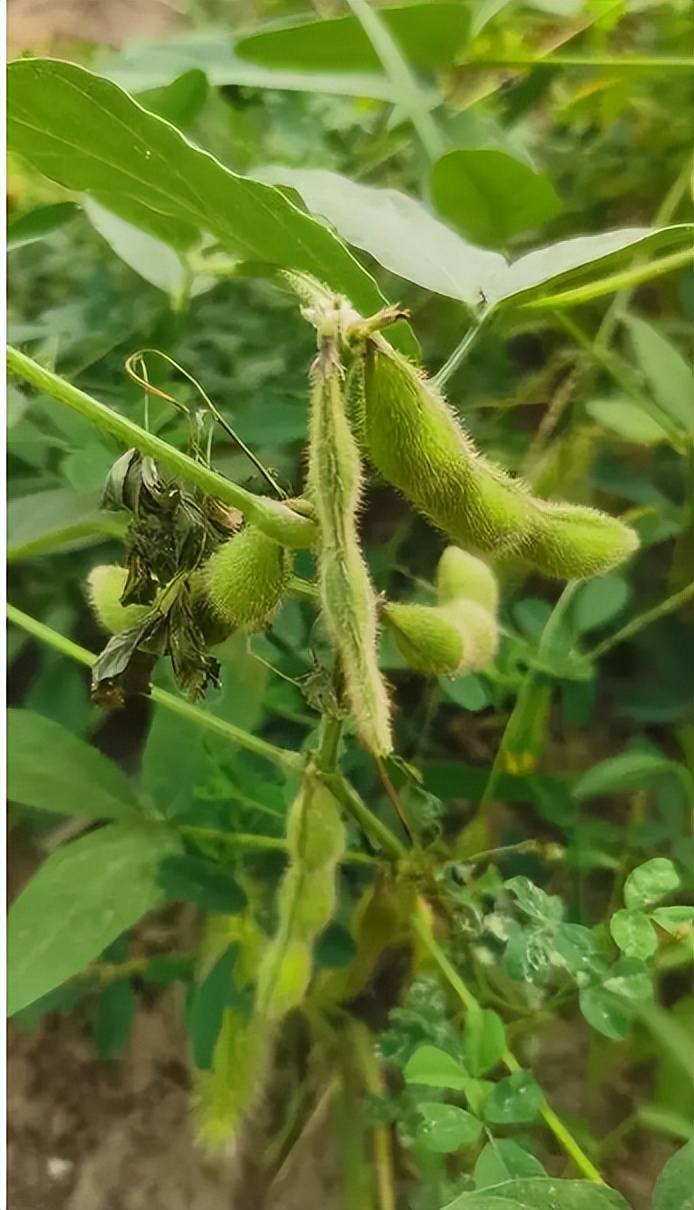 四川省大山发现野生大豆,四川省发现野生大豆