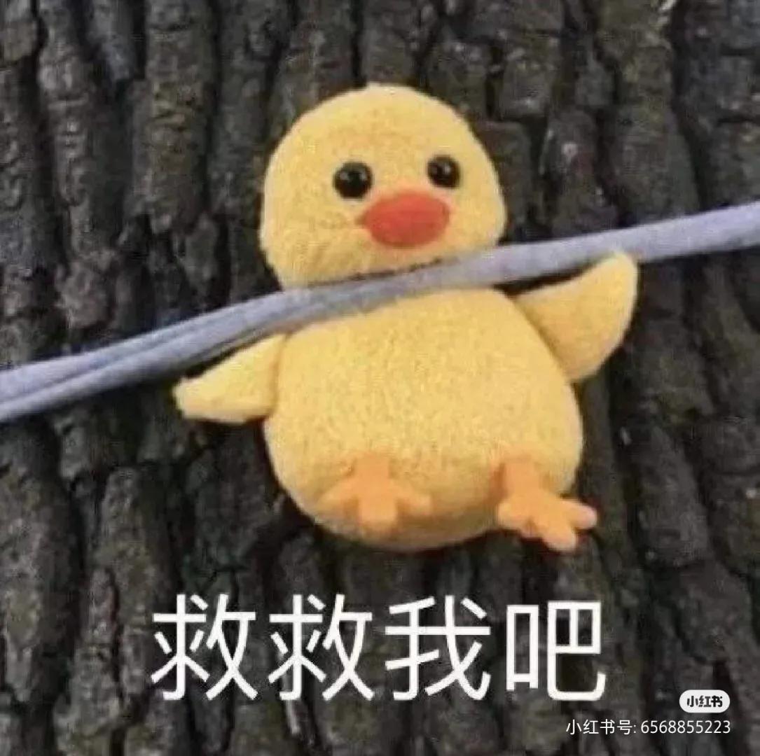 四川2023选调生条件,四川普通选调生报考条件