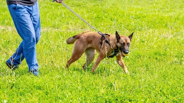为什么狗的体型比猫的体型大,同等的体型狗跟猫哪个厉害